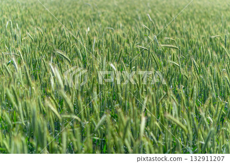 A Beautiful Vibrant Green Wheat Field Stretching Beneath a Bright Blue Sky Above 132911207