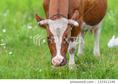 A beautiful Brown and White Cow Grazes peacefully in a lush Green Field of fresh grass 132911246