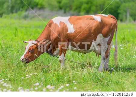 A Grazing Cow in a Lush Green Field Surrounded by Natures Beauty and Tranquility A Grazing Cow in a Lush Green Field Surrounded by Natures Beauty and Tranquility 132911259