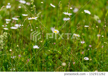 A Vibrant Wildflower Meadow is in Full Bloom, showcasing its stunning natural beauty 132911262