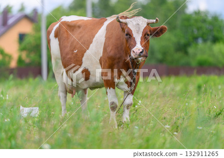 A Brown and White Cow Grazing Peacefully in a Green Field, Enjoying Natures Bounty A Brown and White Cow Grazing Peacefully in a Green Field, Enjoying Natures Bounty 132911265