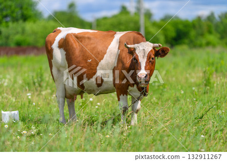 A Brown and White Cow Grazing Peacefully in a Lush, Green Meadow Under a Clear Sky 132911267