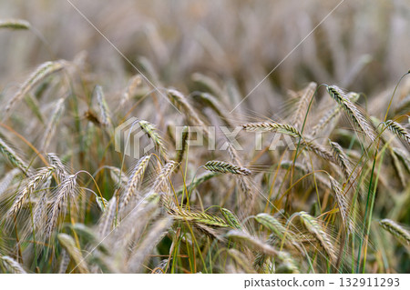 The beautiful golden fields of grain are now fully prepared and ready for the harvest season The beautiful golden fields of grain are now fully prepared and ready for the harvest season 132911293