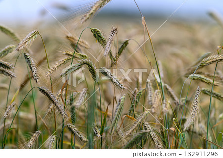 The Golden Fields of Wheat Capture Natures Abundance and Splendor Like Never Before The Golden Fields of Wheat Capture Natures Abundance and Splendor Like Never Before 132911296