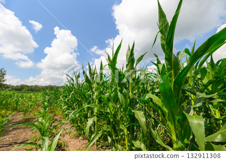 A Vibrant Cornfield Set Under an Expansive Clear Blue Sky During a Warm Summer Day 132911308