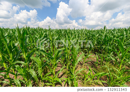 A Vibrant Corn Field Surrounded by Nature Under a Clear Blue Sky Filled with Fluffy Clouds A Vibrant Corn Field Surrounded by Nature Under a Clear Blue Sky Filled with Fluffy Clouds 132911343