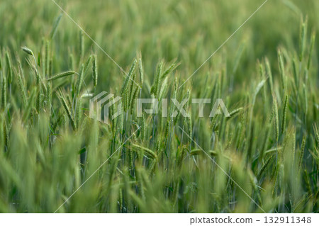 A Beautiful and Lush Green Wheat Field Surrounded by Vibrant Nature During the Dawn Time A Beautiful and Lush Green Wheat Field Surrounded by Vibrant Nature During the Dawn Time 132911348