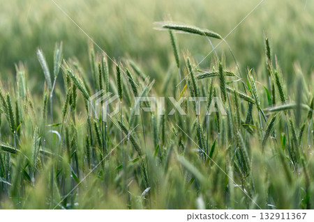 A Beautiful Lush Green Wheat Field Illuminated by the Early Morning Light of Dawn 132911367