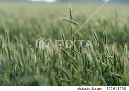 Lush Green Wheat Field at Dusk, where the peaceful countryside meets natures beauty 132911368