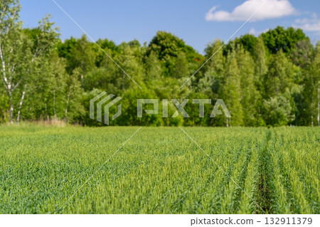 A Lush Green Field Surrounded by Dense Trees Beneath a Beautiful Blue Sky with Fluffy Clouds 132911379