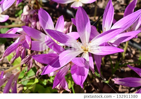 秋水仙（Colchicum）百合目 132911380