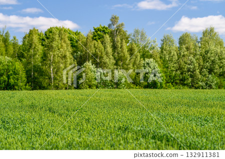 A Lush Green Field Surrounded by Vibrant Trees, All Beneath a Bright and Clear Sky 132911381