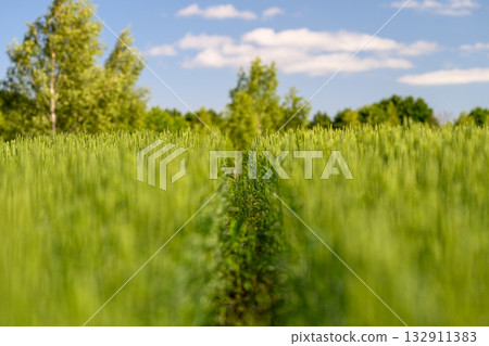 A Lush, Vibrant Green Field Spreads Out Beneath a Bright and Vast Blue Sky Above Us A Lush, Vibrant Green Field Spreads Out Beneath a Bright and Vast Blue Sky Above Us 132911383