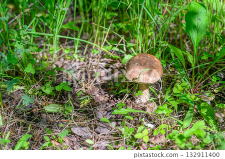 A vibrant mushroom grows on the lush forest floor, surrounded by diverse flora and wildlife A vibrant mushroom grows on the lush forest floor, surrounded by diverse flora and wildlife 132911400