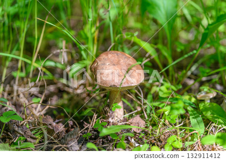 A Brown Mushroom Successfully Growing in a Lush and Vibrant Green Forest Environment A Brown Mushroom Successfully Growing in a Lush and Vibrant Green Forest Environment 132911412