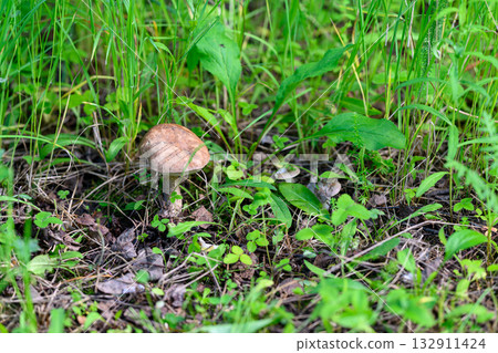 The Stunning Mushroom Growth Found Among the Lush Greenery Thriving in Natures Realm The Stunning Mushroom Growth Found Among the Lush Greenery Thriving in Natures Realm 132911424