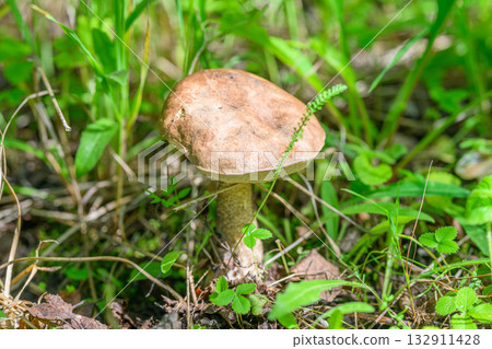 A Single Mushroom is Growing Gracefully in the Lush, Vibrant Green Grass of Nature A Single Mushroom is Growing Gracefully in the Lush, Vibrant Green Grass of Nature 132911428