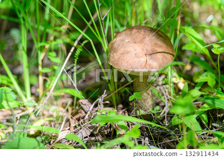 A Wild Mushroom Growing Resiliently in a Lush Green Forest, Surrounded by Natures Beauty A Wild Mushroom Growing Resiliently in a Lush Green Forest, Surrounded by Natures Beauty 132911434
