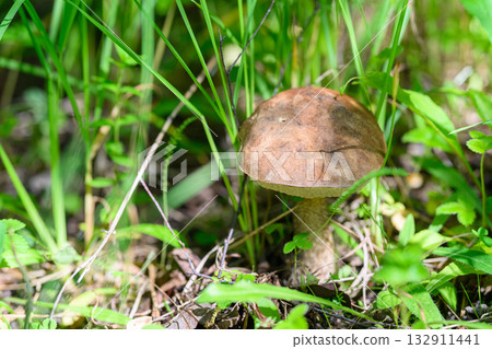 A Brown Mushroom Thriving Amidst Lush Green Grass in a Vibrant, Natural Environment 132911441