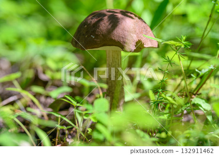 A detailed closeup view showcasing a beautiful Brown Mushroom nestled within lush greenery A detailed closeup view showcasing a beautiful Brown Mushroom nestled within lush greenery 132911462