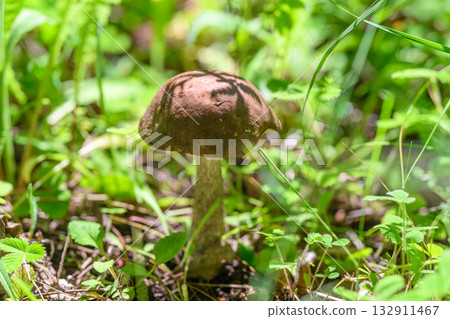 A Beautiful Mushroom Nestled Among Lush Greenery in the Heart of Natures Wonders A Beautiful Mushroom Nestled Among Lush Greenery in the Heart of Natures Wonders 132911467