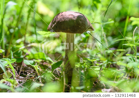 Wild Mushroom Growing Beautifully Amidst Lush, Vibrant Greenery in a Natural Setting 132911468
