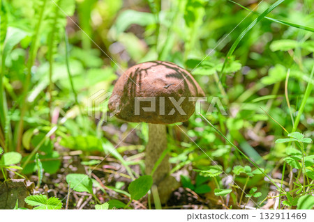 A Wild Mushroom Has Been Found Nestled Amidst the Lush Greenery in Natures Splendor and Beauty 132911469