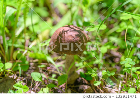 Discover a beautiful Mushroom thriving in a vibrant, lush green forest environment Discover a beautiful Mushroom thriving in a vibrant, lush green forest environment 132911471