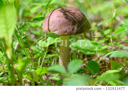 Wild Mushroom Growing Beautifully in a Lush Green Forest, Where Nature Thrives and Flourishes Wild Mushroom Growing Beautifully in a Lush Green Forest, Where Nature Thrives and Flourishes 132911477