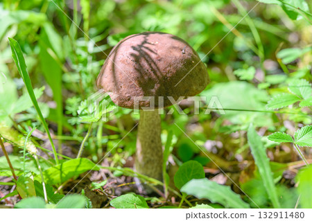In a vibrant and thriving forest, a brown mushroom flourishes amongst the lush nearby vegetation 132911480