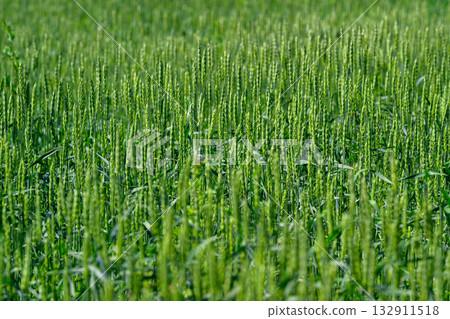 A Beautiful Lush Green Wheat Field is Fully Prepared and Ready for Its Upcoming Harvest A Beautiful Lush Green Wheat Field is Fully Prepared and Ready for Its Upcoming Harvest 132911518