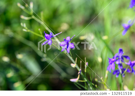 Exquisite and Stunning Purple Wildflowers Found in Their Beautiful Natural Habitat Exquisite and Stunning Purple Wildflowers Found in Their Beautiful Natural Habitat 132911519