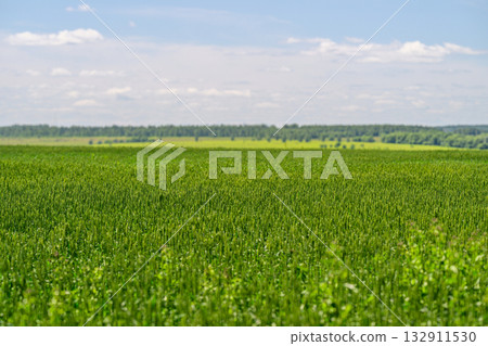 A Lush Green Field Positioned Underneath a Bright, Vibrant Blue Sky That Inspires Serenity A Lush Green Field Positioned Underneath a Bright, Vibrant Blue Sky That Inspires Serenity 132911530