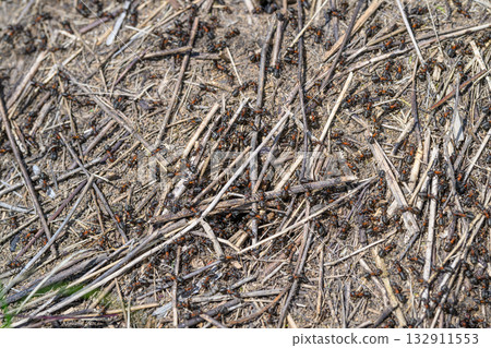A Detailed CloseUp View of an Ant Colony Found on Soil in Its Natural Environment 132911553