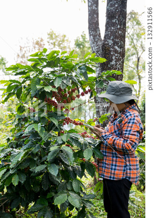 Farmer concept harvest hand ripe coffee seed robusta arabica berry close up fresh green leaf bean picking orange crop red yellow berries raw plant tree farm growth blur background eco organic garden 132911566