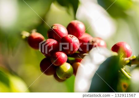Farmer concept harvest fruit ripe coffee seed robusta arabica berry close up fresh green leaf bean picking orange crop red yellow berries raw plant tree farm growth blur background eco organic garden 132911567