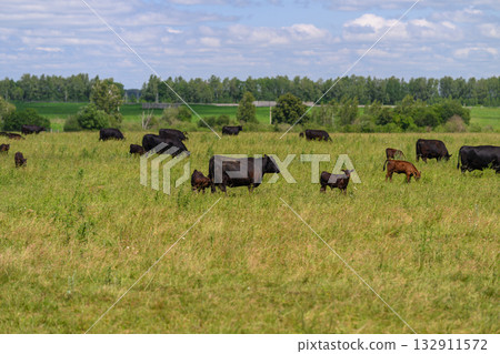 A herd of cattle quietly grazing in a vast open pasture under a beautiful, clear blue sky 132911572