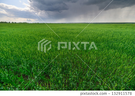 A Lush and Vibrant Green Meadow Spread Out Under Dramatic Clouds Right Before Rain Begins 132911578