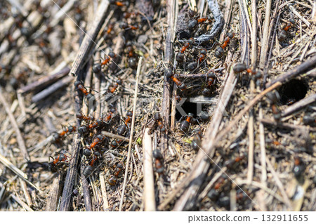 A Busy Ant Colony Works Diligently Together in Their Natural Habitat and Environment A Busy Ant Colony Works Diligently Together in Their Natural Habitat and Environment 132911655