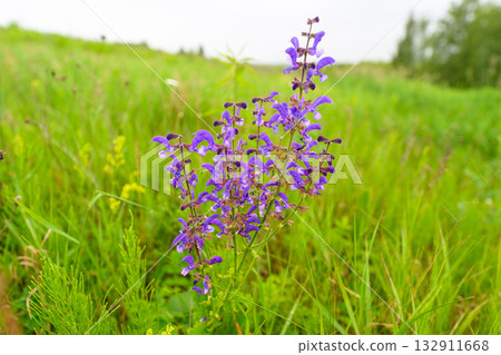 A Beautiful Purple Wildflower is Blooming Amidst a Lush Green Field Full of Life 132911668