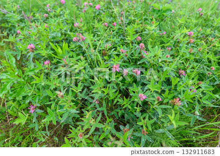 A Vibrant Green Plant produces Beautiful Pink Flowers nestled within a Lush Environment 132911683