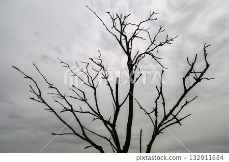 The image depicts a lonely tree silhouette set against a dreary and overcast sky 132911684