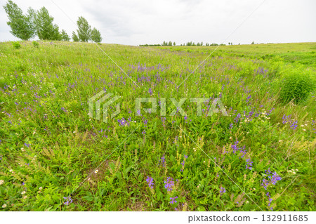 A Lush Green Meadow Filled with Colorful Wildflowers Under a Beautiful Cloudy Sky 132911685
