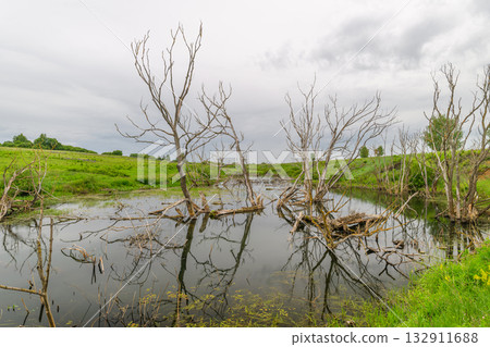 A beautiful and serene wetland landscape showcasing trees and their stunning reflection in water A beautiful and serene wetland landscape showcasing trees and their stunning reflection in water 132911688