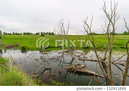 Lush Wetland Landscape Featuring Beautiful Reflection and Dry Trees Against the Sky 132911689