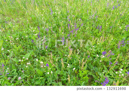 Vibrant Wildflower Meadow in Beautiful Springtime Full of Colorful Blooming Flowers 132911698