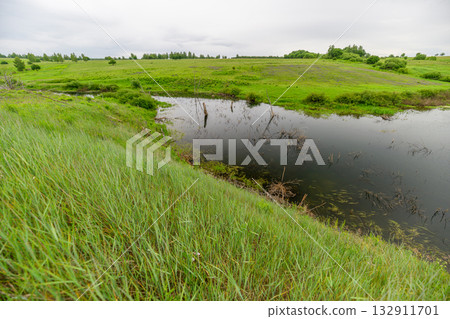 Lush Wetland Habitat exhibiting Beautiful Reflections amid Vibrant Greenery and Nature Lush Wetland Habitat exhibiting Beautiful Reflections amid Vibrant Greenery and Nature 132911701