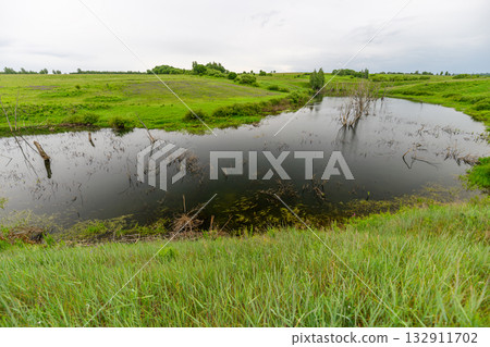 A Serene Wetland Landscape with Vibrant Lush Greenery and Natural Beauty all Around A Serene Wetland Landscape with Vibrant Lush Greenery and Natural Beauty all Around 132911702