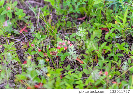 Vibrant and Beautiful Wildflowers Blooming Amidst Lush and Serene Greenery in Nature 132911737