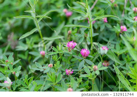 Vibrant and Lush Pink Clover Blooms Beautifully Amidst Green Foliage of the Garden 132911744